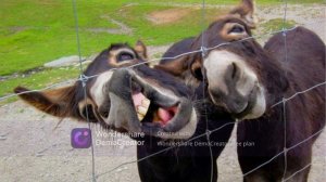 ржачные картинки №2