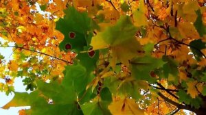 Горький вкус бузины