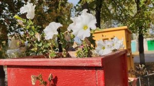 27-09-2025 цветы возле дома культуры в деревне