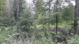 Лесная сказка