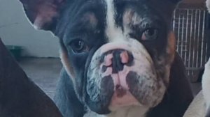 Арамис ждет хозяина