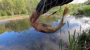 ОСЕННЯЯ РЫБАЛКА .Почему моя ТАКТИКА по Ловле КАРПА ОБРЕЧЕНА на ПРОВАЛ .