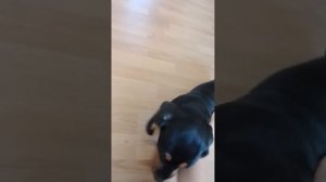 песенка не балуйся