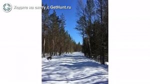 Охота в Вологодской области – ООО "МедведЪ" охота на лося в Вологодской области, охота на тетерева