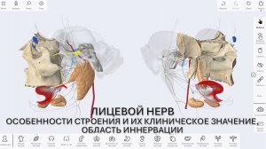 6. Лицевой нерв - особенности строения, области иннервации