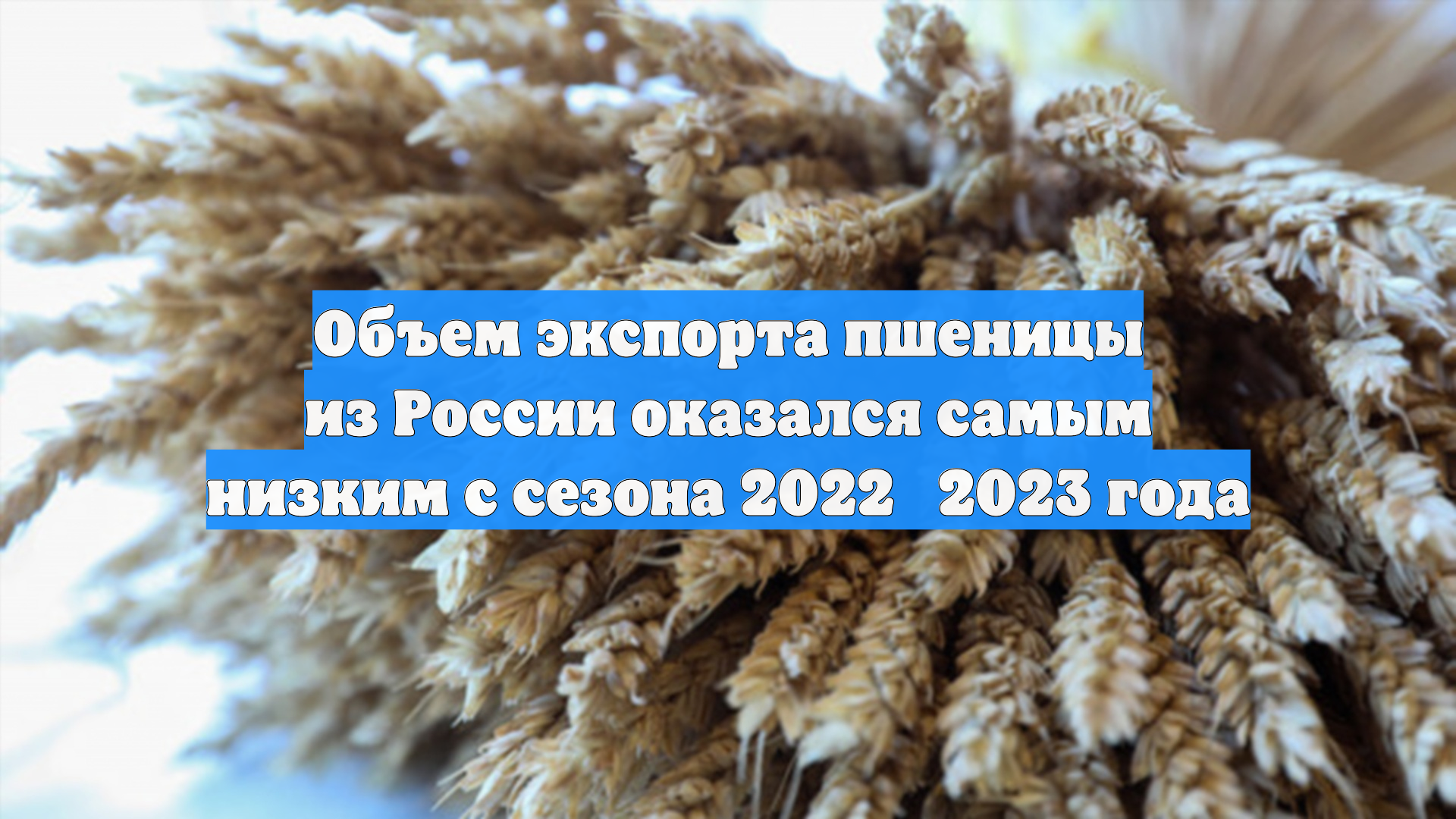 Объем экспорта пшеницы из России оказался самым низким с сезона 2022‑2023 года