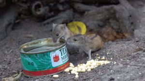 Две трусливые мышки. Зарисовка