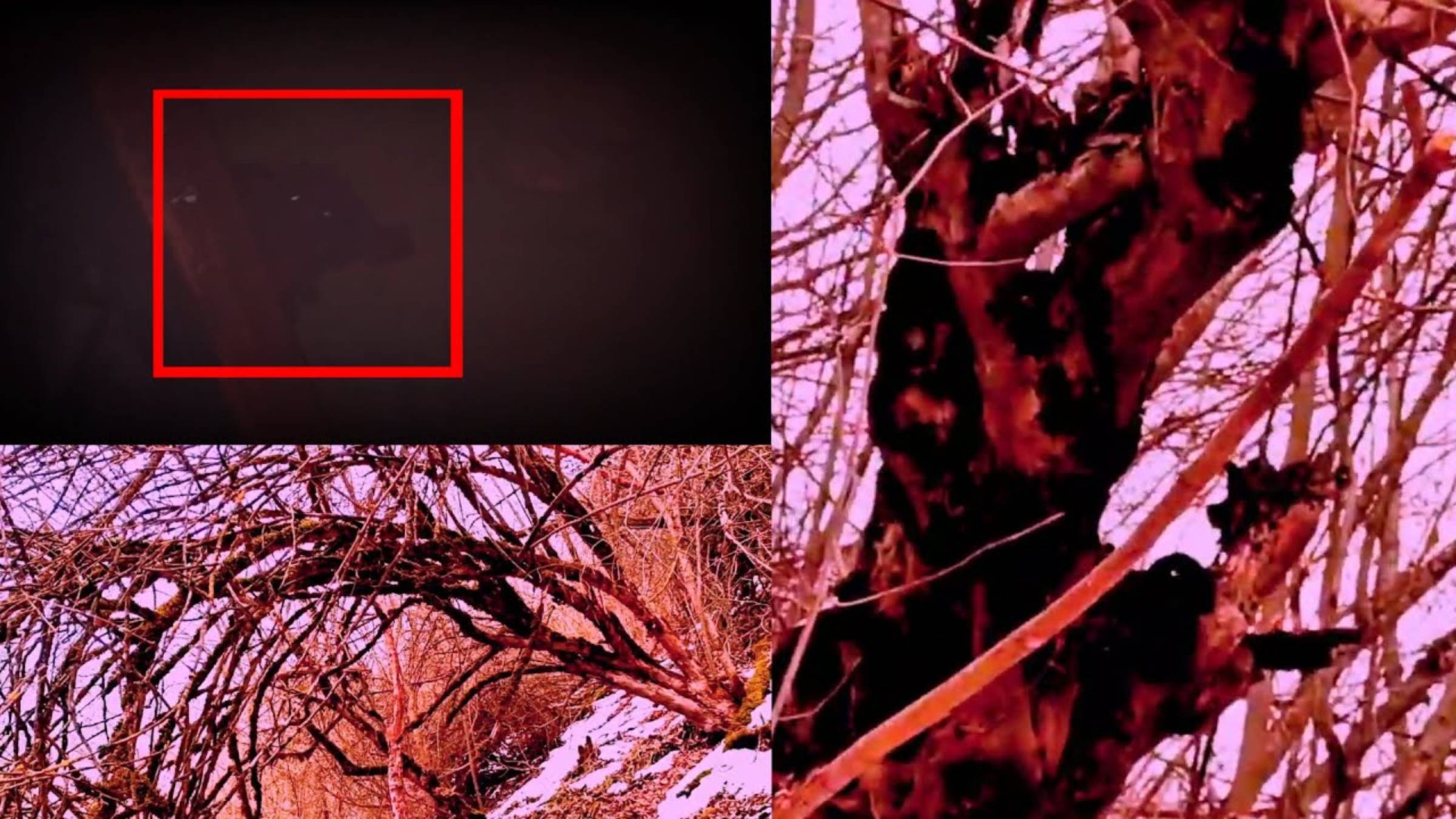 Страшные видео! Загадочное существо или оборотень снятое на камеру и удачно смотреть онлайн