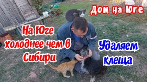 На Юге холоднее чем в Сибири. Удаляем клеща.
