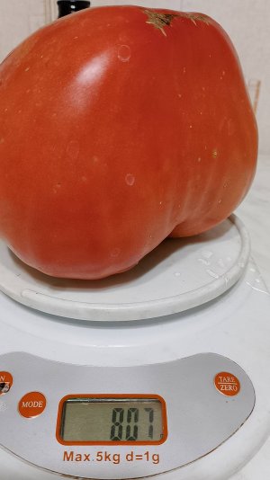 Эксперимент закончен ...