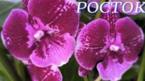 №1124/ ПРЕДПРАЗДНЕЧНОЯ поставка КРАСИВЫХ орхидей в с/ц РОСТОК