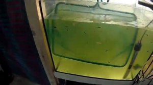 ПОМУТНЕЛА ПОЗЕЛЕНЕЛА ВОДА, ПЕРЕСАЖИВАЮ МАЛЬКА