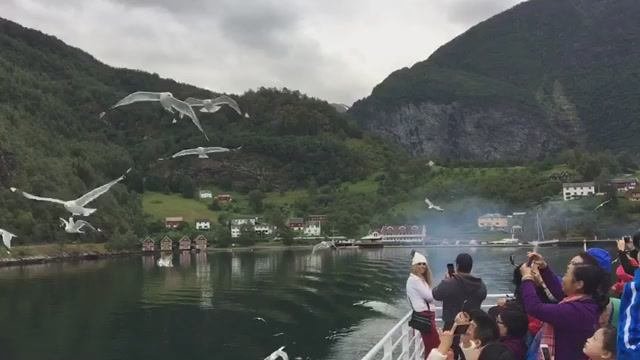 Прогулка по фьордам с чайками! Норвегия