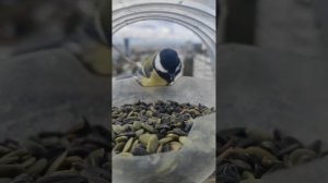 Они приносят радость, кормушка за окном.