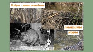 Бобры - звери семейные. Норы зверей, система плотин на ручье. Весна-осень 2025