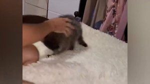 Смешные животные, часть 43