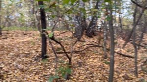 Осенний парк и белки - часть 5