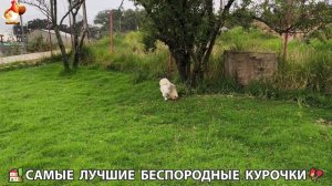 Цыплята и Курочки селяночки лучшие беспородные несушки 🥚 (331)