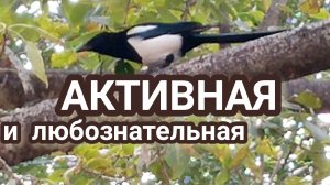 Активная птица. Симпатичный хищник.