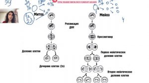 сравнение митоз и меойз. подготовка к егэ по биологии.