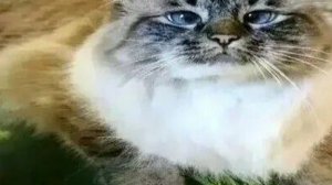 Соник ехе и салли ехе очень не страшно