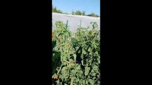 Новый проект (1)