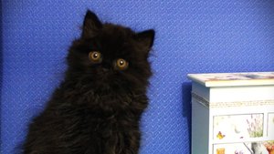 British Longhair male. Color black. Born 24.06.2025. Британский ДШ котёнок, мальчик. Окрас чёрный.