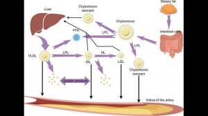 Остаточный холестерин: новый враг сосудов или скрытая причина инфарктов? Генетика, риски,что делать