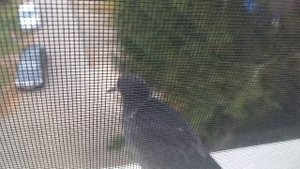 У нас на подоконнике сидит голубь не смотря на кота.