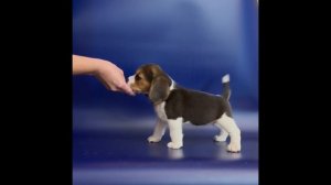 Девочка щенок породы бигль