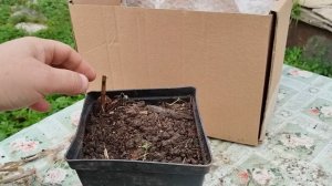Открываем предпоследнюю партию пионов на посадку, Ленинградская область