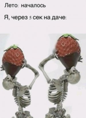 вы зайки