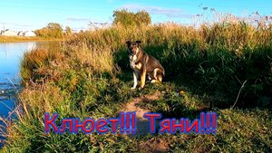 Убираем урожай и ловим рыбу. Деревенская жизнь. #жизньвдервне #деревня #изгородавдеревню