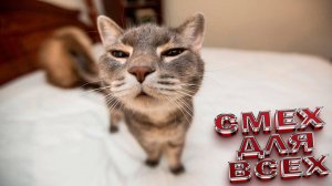 СМЕШНЫЕ МОМЕНТЫ С ЖИВОТНЫМИ И ЛЮДЬМИ ДО СЛЁЗ😂//Дикий смех: звери и люди без тормозов!