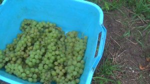 Сбор урожая винограда ПОДПИШИСЬ