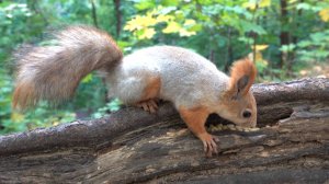 Сегодня только одна знакомая белка. Зарисовка