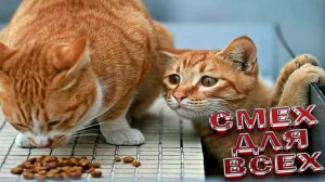 ПРИКОЛЫ С ЖИВОТНЫМИ ДО СЛЕЗ Смешные кошки Приколы Милые и смешные коты