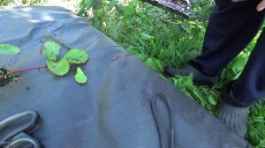 Возвращаюсь к прежнему варианту посадки клубники