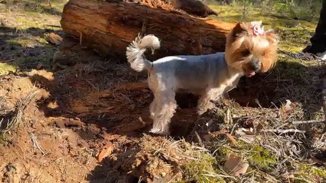 Посмотрели что под бревном