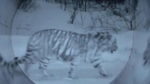 Россия передаст Казахстану тигров для восстановления популяции, сообщил Константин Чуйченко