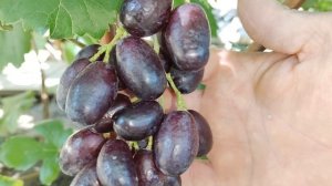 СЕНЬОРА!🍇🍇🍇 Очень крупная ягода на прививке 2025.Telegram, WhatsApp и Vlber +79528500417.