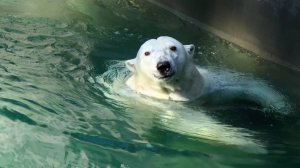 Двухдневный марафон у Герды,  заплыв на ~11 часов