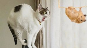 СМЕШНЫЕ КОТЫ И СОБАКИ | ЛУЧШИЕ ПРИКОЛЫ С КОТАМИ, КОШКИ, ЖИВОТНЫЕ