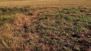 как сажать картофель, если у вас 10 и более соток