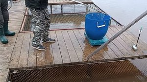 Зарыбление 2025