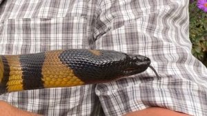 Кольчатый питон