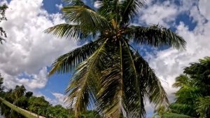 2024 - Куба - Путешествие в Морон из Кайо-Гильермо