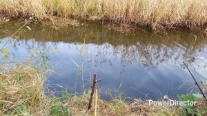 Короткая,вечерняя рыбалка.