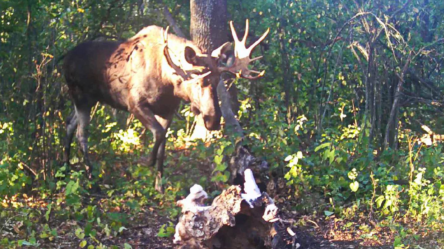 Большой ЛОСЬ фотоловушка в лесу