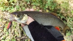 Закрыл сезон по голавлю 2025🎣